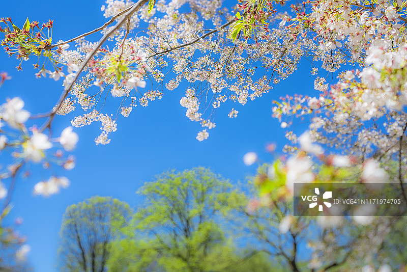 4月16日，在美国纽约，中央公园的樱花盛开。图片素材