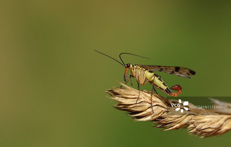 一只雄性蝎子蝇(panorama pa communis)栖息在一片草叶上。图片素材