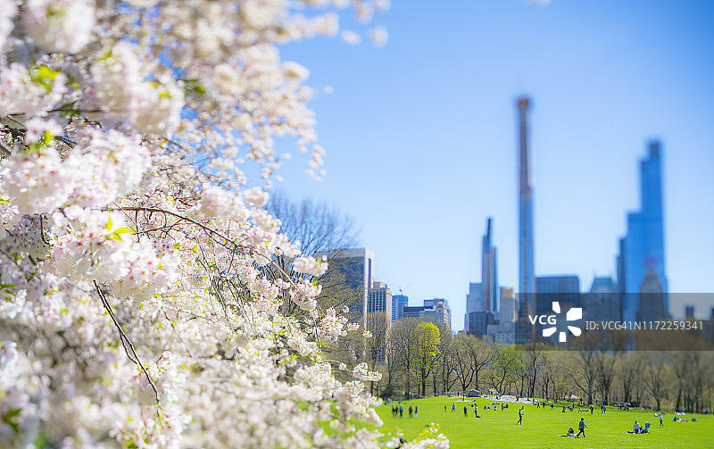 4月16日，美国纽约，曼哈顿中城摩天楼矗立在樱花盛开的樱花树后。图片素材