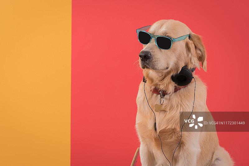金色猎犬戴着太阳眼镜听音乐图片素材