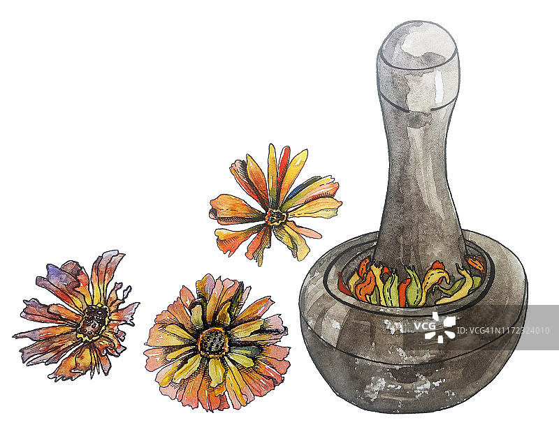 干金盏花为家庭制作保健水彩画插图图片素材