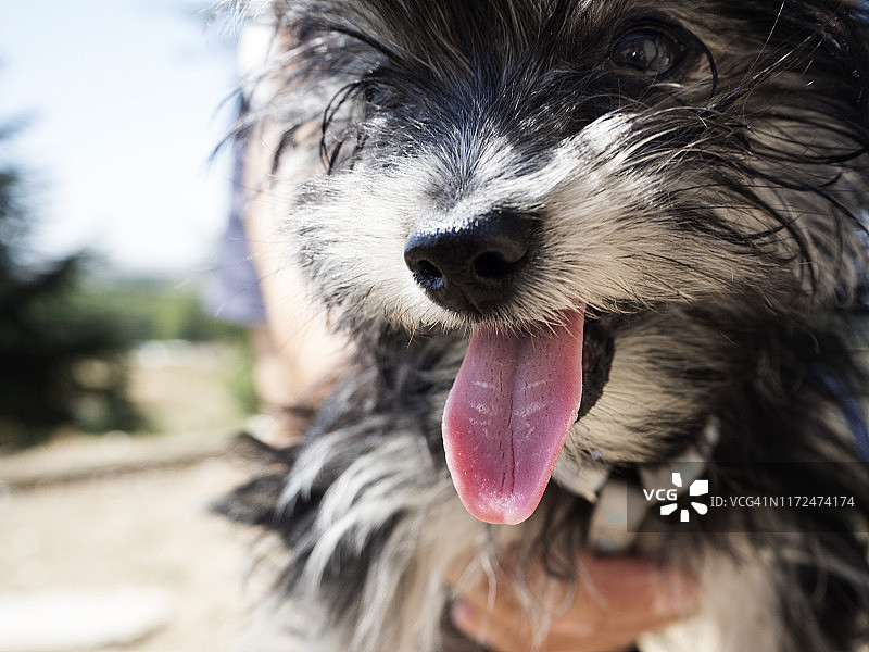 一只小狗的特写，伸出它的舌头图片素材