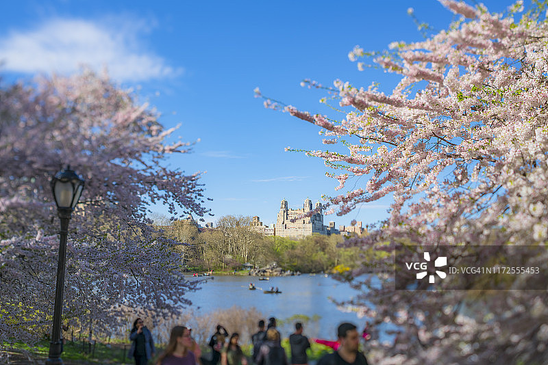 4月16日，在美国纽约中央公园，人们在湖边观赏樱花树。图片素材