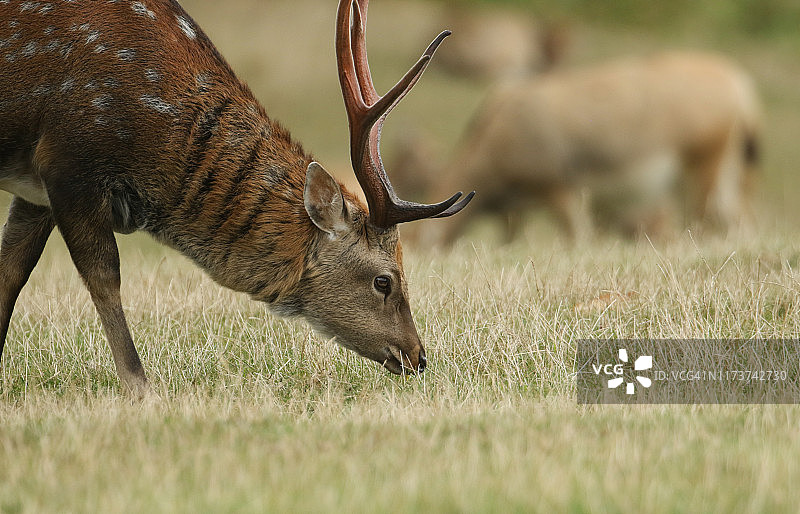 这是一头在草地上吃草的雄鹿满洲梅花鹿的头部。图片素材
