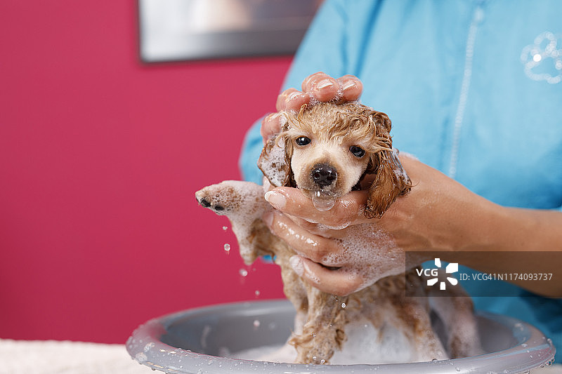 狗美容师在专门的沙龙照顾棕色玩具狮子狗。图片素材