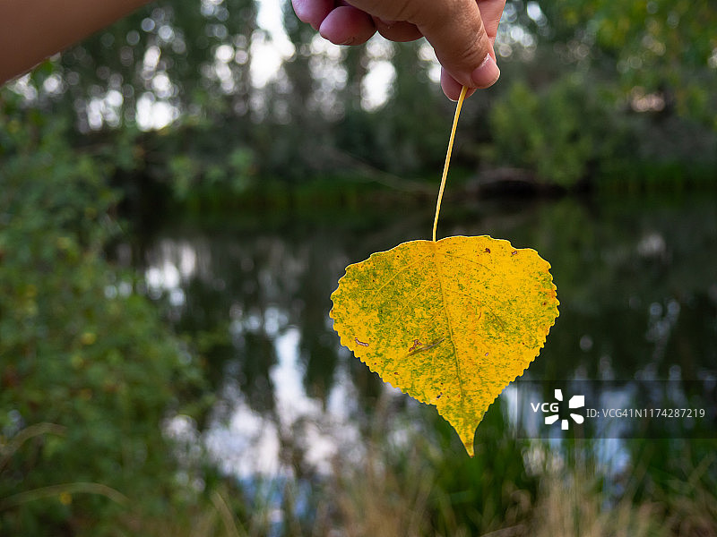 初秋的森林里，一个手里拿着黄杨树叶的人图片素材
