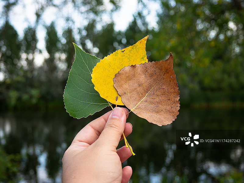 一个人用绿色，黄色和棕色的杨树树叶在他的手在初秋的森林图片素材