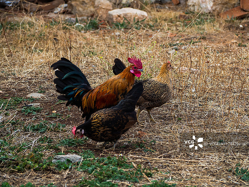 夏天，一只家养公鸡和两只母鸡在有机农场的地上啄食图片素材