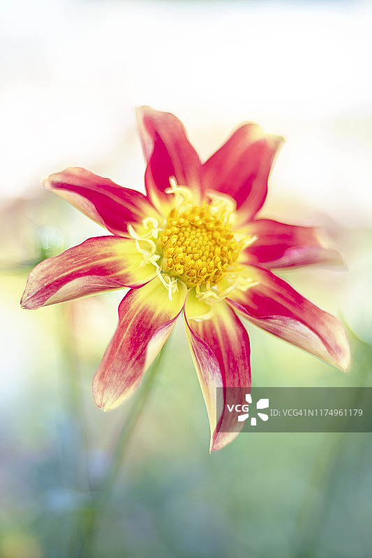 近距离拍摄的充满活力的红色和黄色的夏季开花的“兰花”大丽花在柔和的阳光图片素材