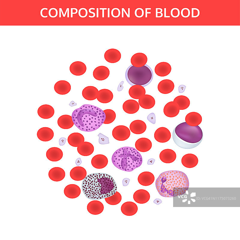 显微镜下血液的组成。图片素材