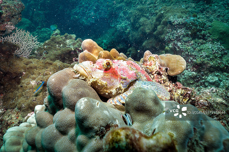 珊瑚礁上的水下蝎子鱼(蝎尾蝎子属图片素材