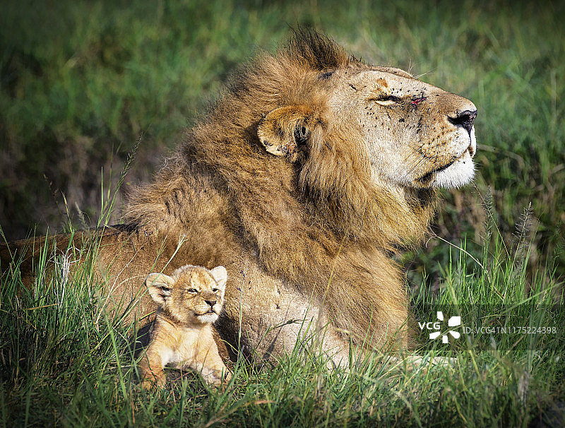 肯尼亚马赛马拉，雄狮带着幼狮抬头仰望的感人场景图片素材