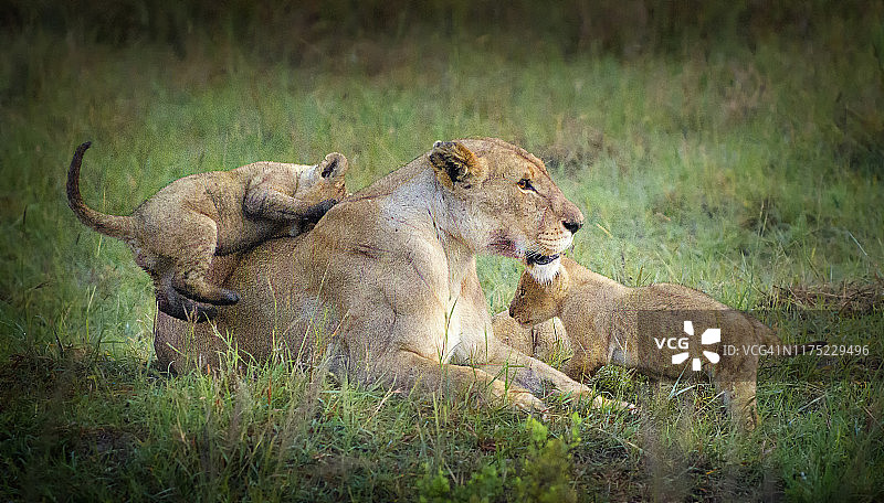 清晨，肯尼亚马赛马拉，母狮和顽皮的幼崽爬上她的身体图片素材