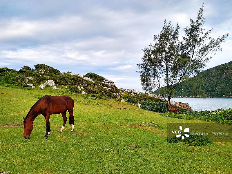 马在一个岛上吃Florianópolos，圣卡塔琳娜-巴西图片素材