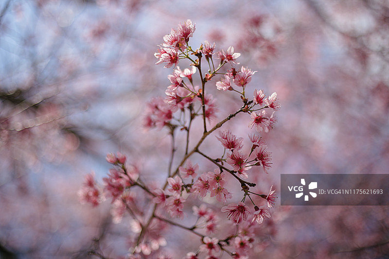 桃花的季节图片素材