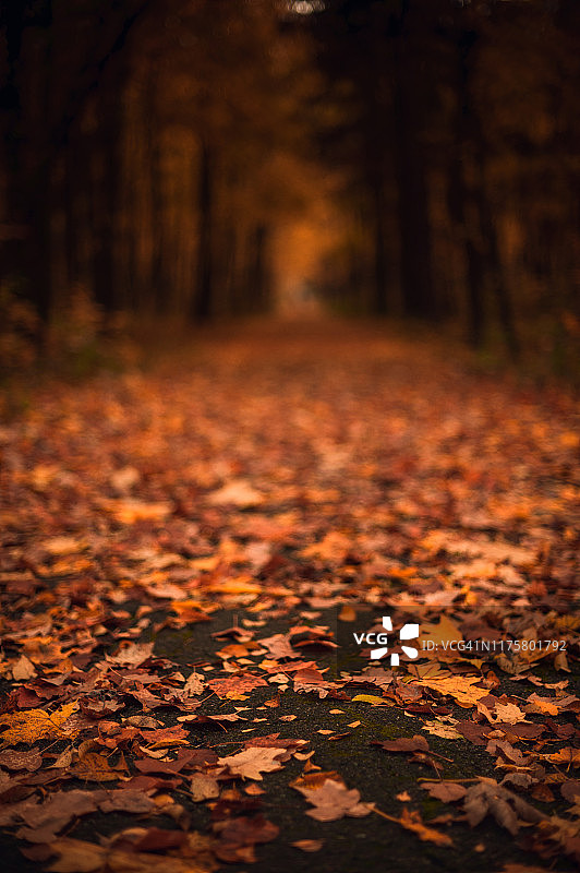 秋叶在路软聚焦图片素材