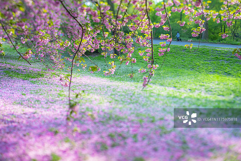 5月2日，美国纽约中央公园的樱花树绽放出绚丽的花瓣。图片素材