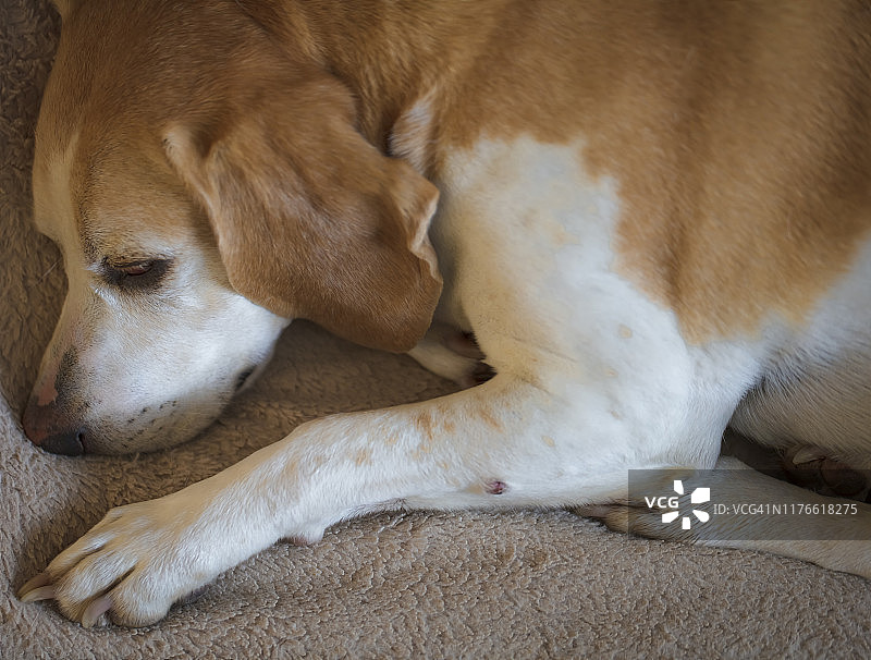 小猎犬躺在客厅的狗床上。图片素材