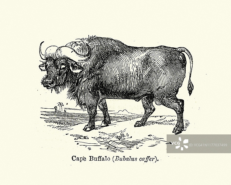 非洲水牛或海角水牛是撒哈拉以南非洲的一种大型牛图片素材