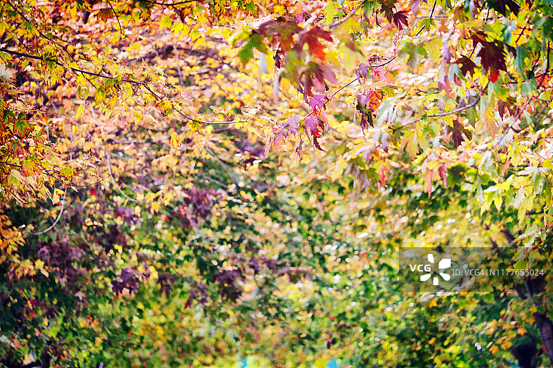 枫叶巷的初秋色彩图片素材