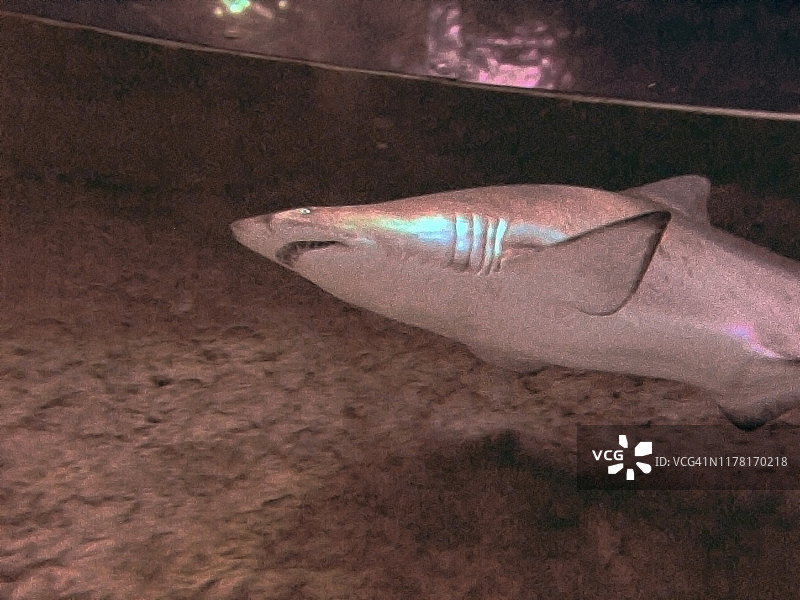 在澳大利亚水族馆的鲨鱼缸里图片素材