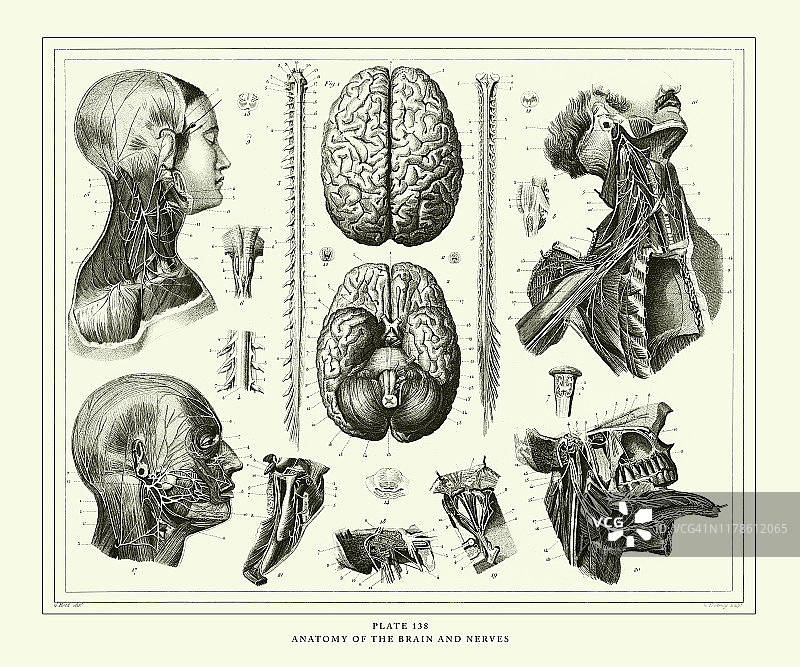 雕刻古董，大脑和神经解剖雕刻古董插图，出版于1851年图片素材