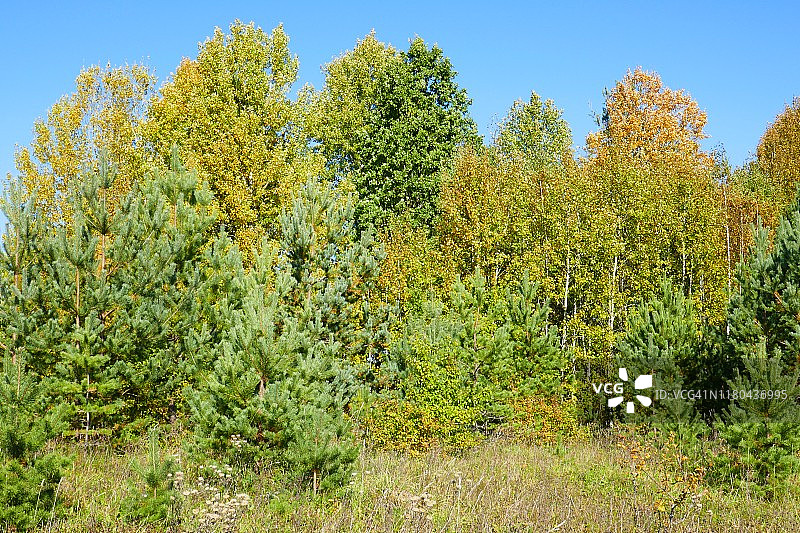 落叶和针叶树混合的自然再生林地;摄于俄罗斯西部普斯托什卡地区的一个小村庄Orekhovno附近。9月。图片素材