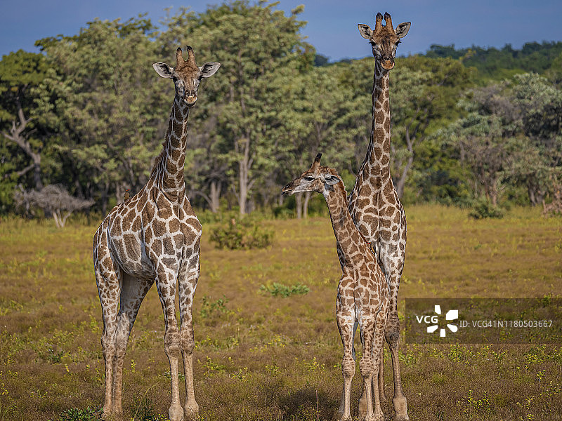 长颈鹿的家庭图片素材