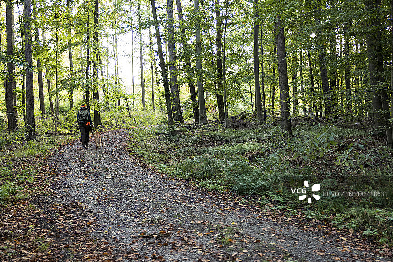 秋天，女猎人和她的狗穿过森林图片素材