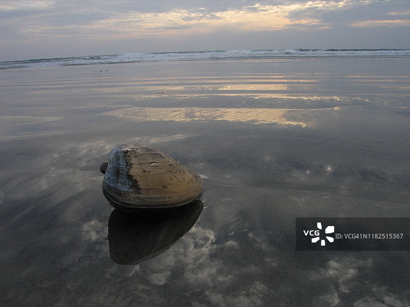 黄油蛤搁浅在暴风雨的海滩上图片素材