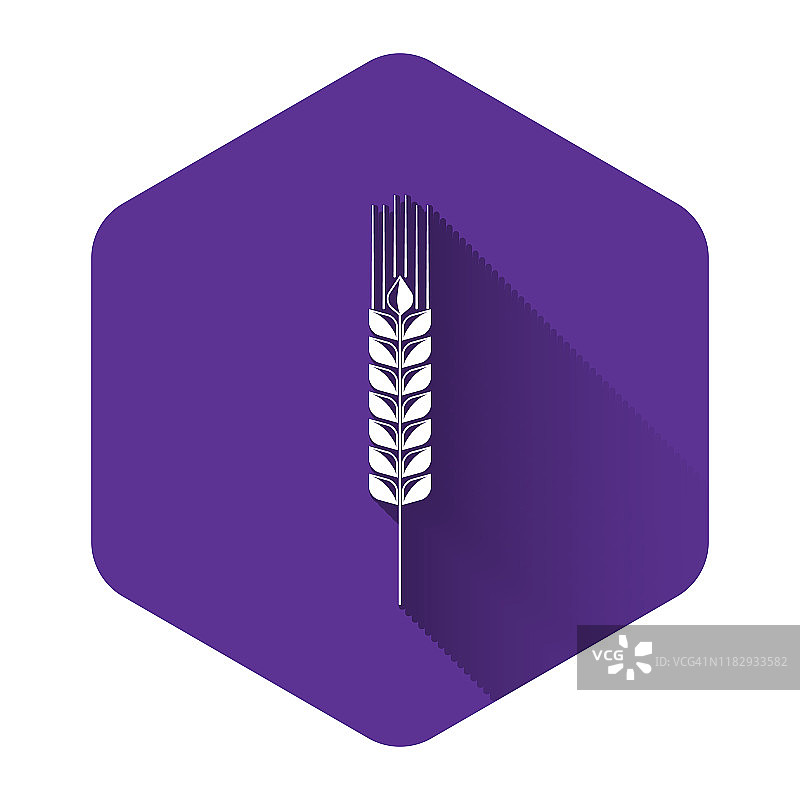 白色谷物图标设置大米，小麦，玉米，燕麦，黑麦，大麦图标孤立与长阴影。小麦穗是面包的象征。农业小麦的象征。紫色的六角按钮。矢量图图片素材