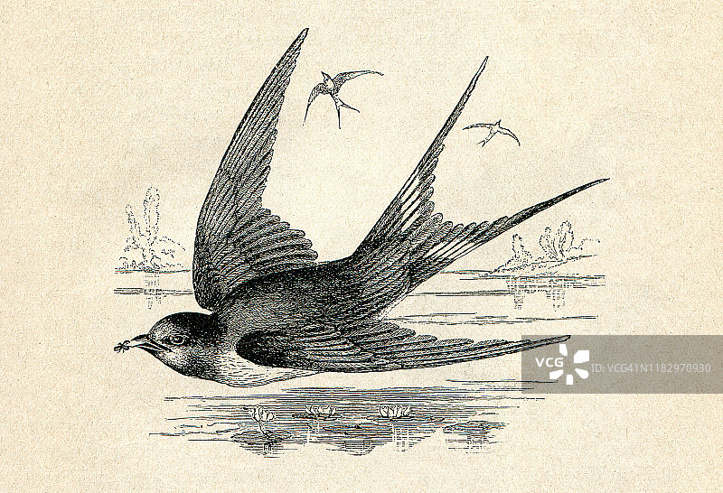 燕鸟飞翔插图图片素材