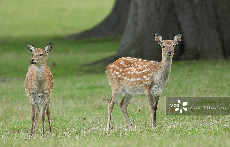 两只满洲梅花鹿或戴波斯基梅花鹿(鹿群)，站在草地上。图片素材