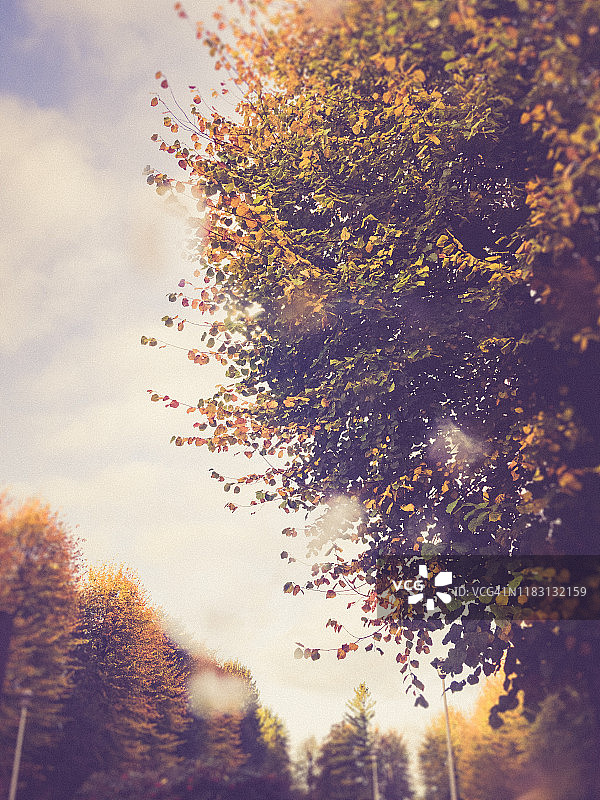 秋天树木映衬着天空图片素材