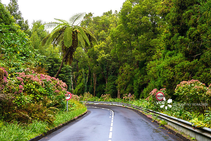 亚速尔群岛美丽的公路上有棕榈树。图片素材