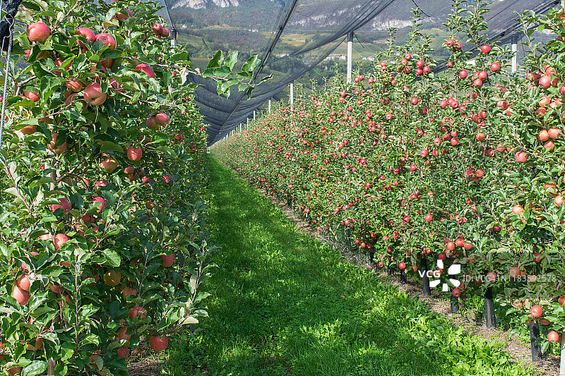 意大利南蒂罗尔的苹果园图片素材
