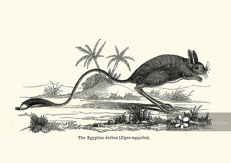 野生动物，啮齿动物，大埃及跳鼠(Jaculus orientalis)图片素材