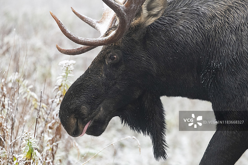 第一场雪上的公驼鹿，头的特写图片素材