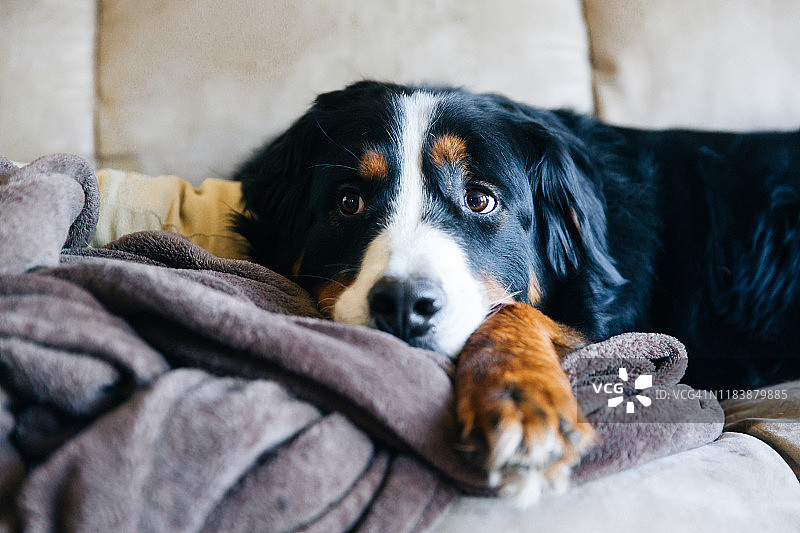 伯尔尼山狗，可爱的狗，家庭宠物，家庭狗，沙发上的狗图片素材
