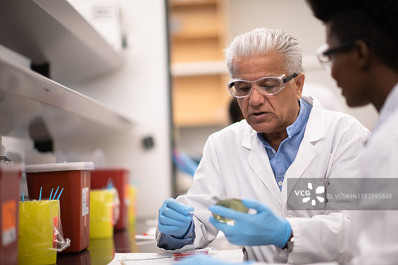 一位成熟的男性实验室技术员在教学生如何检查细胞培养皿的照片图片素材