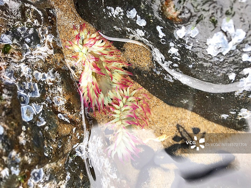 野外粉红色和绿色的海葵图片素材