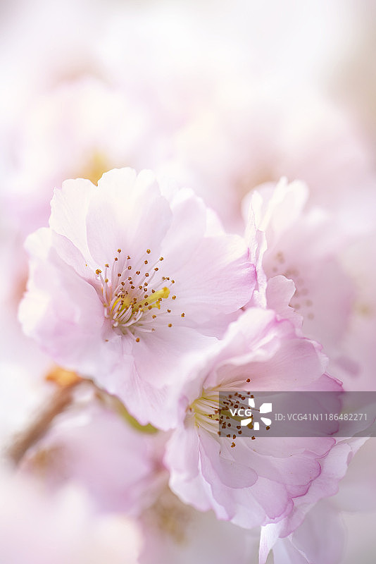 近距离图片的软粉色樱花荣誉，“荣誉”观赏性樱桃树图片素材