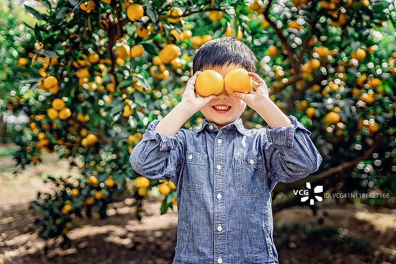 一个小男孩在果园的树上摘橘子图片素材