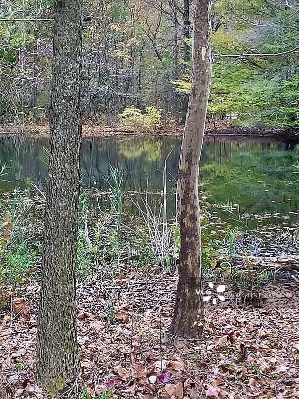 在一个充满阳光的秋日，沿着一个绿树成荫的自然池塘图片素材