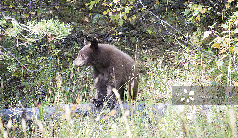 大提顿国家公园-黑熊图片素材