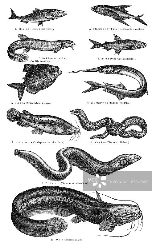 鱼的变化插图1895图片素材