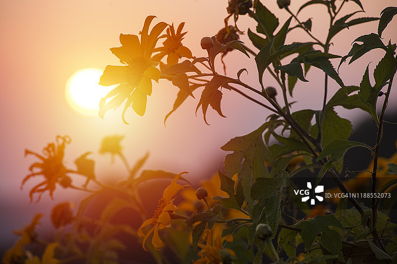近距离的墨西哥向日葵盛开与对比的蓝色背景图片素材