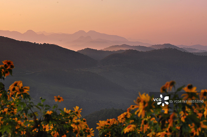 近距离的墨西哥向日葵盛开覆盖的山与日出蓝色背景附近梅洪森泰国北部图片素材
