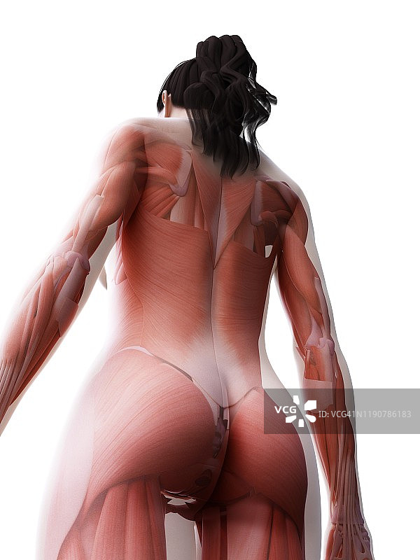 女性的肌肉组织,说明图片素材