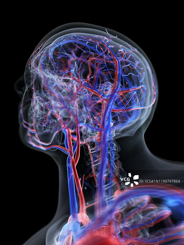 头部血管系统，图示图片素材